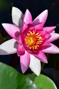 Gölette güzel pembe nilüfer çiçeği, yakın görüş.