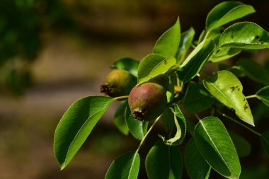 Ağaç dalında olgunlaşmamış armutlar