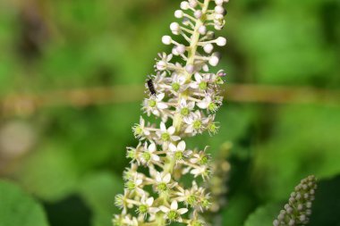 Bahçede büyüyen güzel beyaz çiçekler