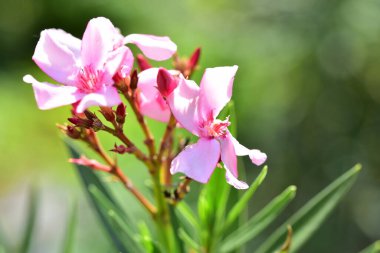 Bahçede büyüyen pembe çiçekler.