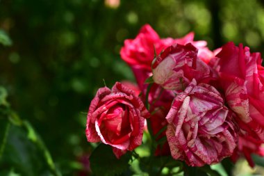 Bahçede büyüyen pembe çiçekler.