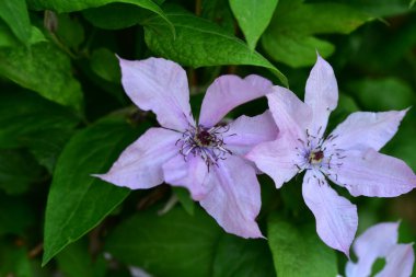 beautiful tender flowers growing in the garden