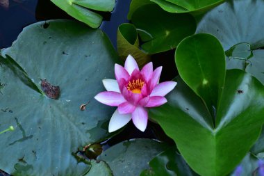 Gölette güzel pembe nilüfer çiçeği, yakın görüş.