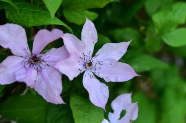 beautiful tender flowers growing in the garden