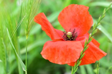 Yazın çayırda güzel kırmızı gelincik çiçekleri
