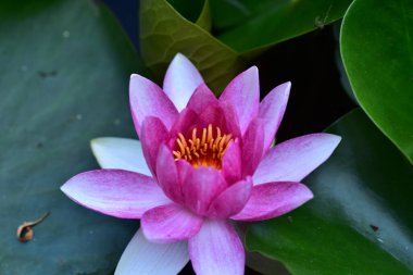 Gölette güzel pembe nilüfer çiçeği, yakın görüş.