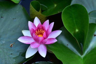 Gölette güzel pembe nilüfer çiçeği, yakın görüş.