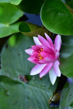 Güzel zambak gölette, yakın manzara