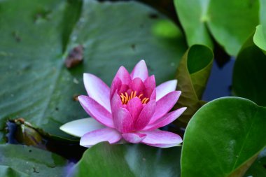 Gölette güzel pembe nilüfer çiçeği, yakın görüş.