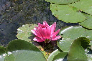 Gölette güzel pembe nilüfer çiçeği, yakın görüş.