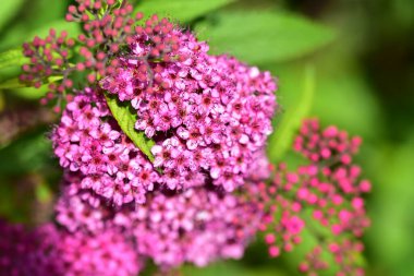 Bahçede yetişen narin mor çiçekler