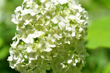 Güzel beyaz çiçeklerin yakın görüntüsü