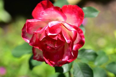 Bahçede büyüyen güzel bir gül çiçeği