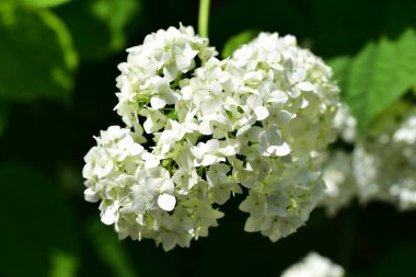 Güzel beyaz çiçeklerin yakın görüntüsü