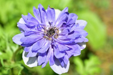 Bahçede açan güzel mor çiçeğe yaklaş.