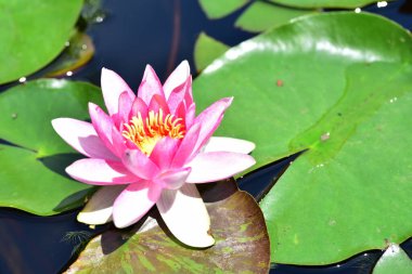 Gölette güzel pembe nilüfer çiçeği, yakın görüş.