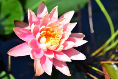 Gölette güzel pembe nilüfer çiçeği, yakın görüş.