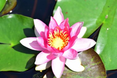 Gölette güzel pembe nilüfer çiçeği, yakın görüş.