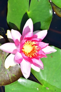 Gölette güzel pembe nilüfer çiçeği, yakın görüş.