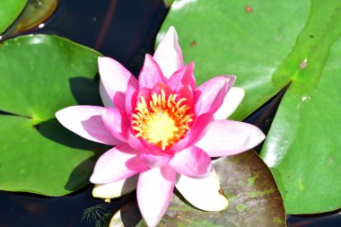 Gölette güzel pembe nilüfer çiçeği, yakın görüş.