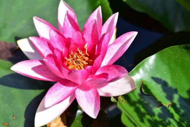 Gölette güzel pembe nilüfer çiçeği, yakın görüş.