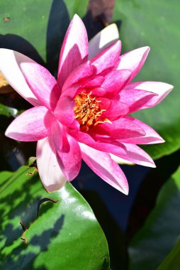 Gölette güzel pembe nilüfer çiçeği, yakın görüş.