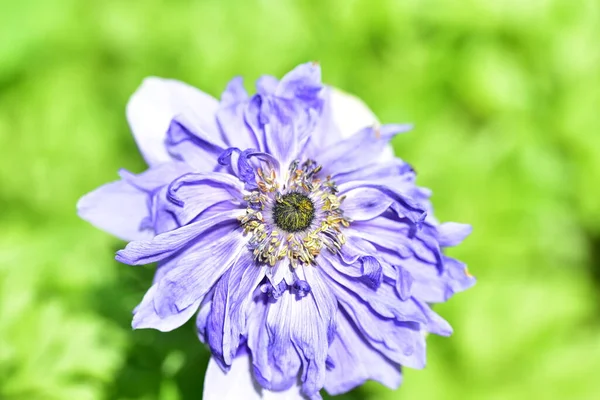 Gros Plan Belle Fleur Pourpre Dans Jardin — Photo