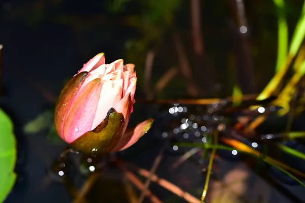Gölette Güzel Pembe Nilüfer Çiçeği Yakın Görüş — Stok fotoğraf