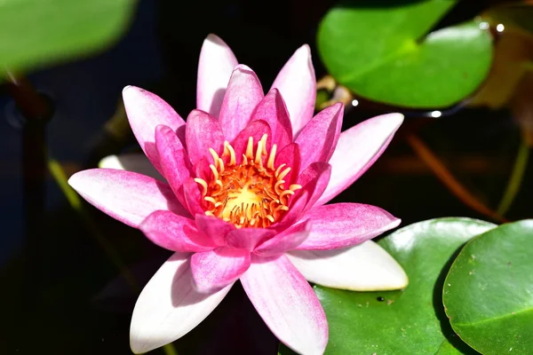 Beautiful Pink Lotus Flower Pond Close View — Stock Photo, Image