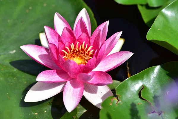 Gölette güzel pembe nilüfer çiçeği, yakın görüş.