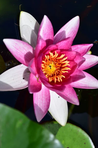 Gölette güzel pembe nilüfer çiçeği, yakın görüş.