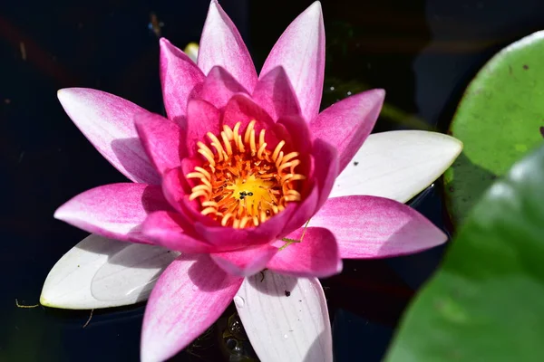 Gölette güzel pembe nilüfer çiçeği, yakın görüş.