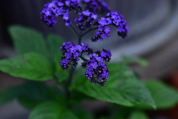 庭で育つ柔らかい紫色の花 — ストック写真