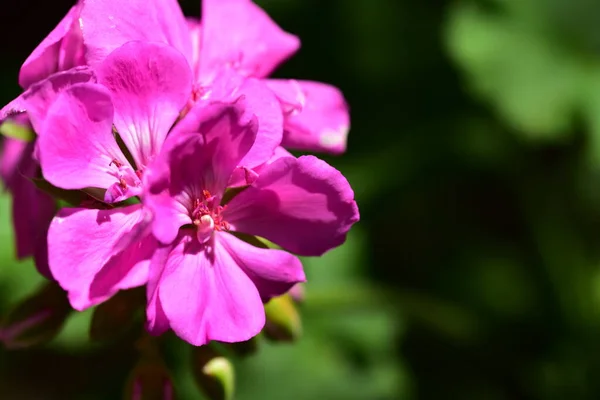 Ніжні Фіолетові Квіти Ростуть Саду — стокове фото