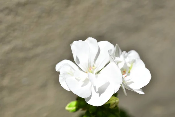 美丽的白花绽放的近景 — 图库照片