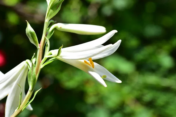 Bliska Widok Piękne Białe Kwiaty Kwitnące — Zdjęcie stockowe