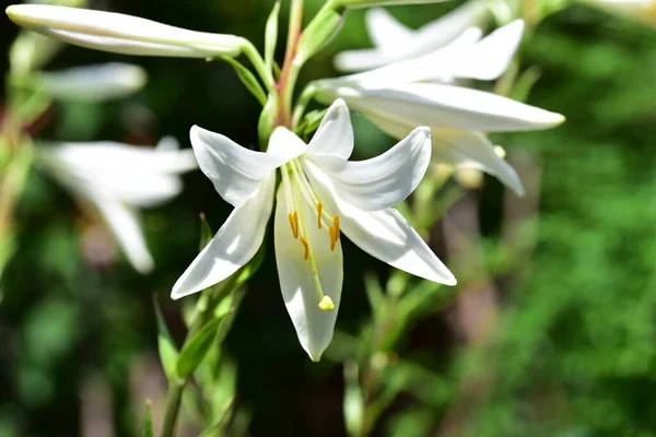 Nahaufnahme Von Schönen Weißen Blühenden Blumen — Stockfoto