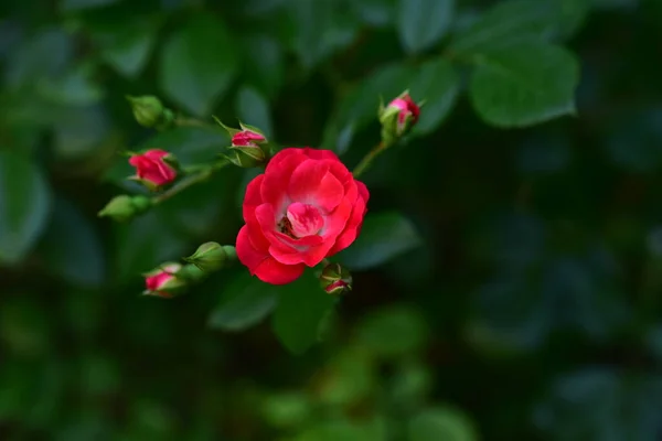 Rosas Vermelhas Crescendo Jardim Vista Perto — Fotografia de Stock