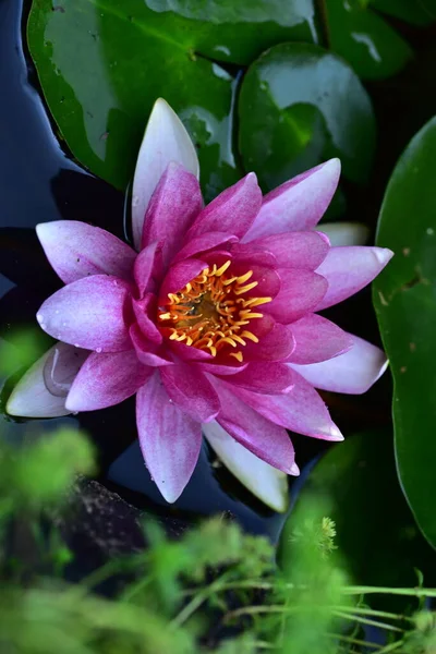 Schöne Rosa Lotusblume Auf Dem Teich Nahsicht — Stockfoto