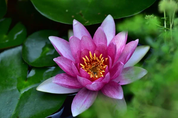 Schöne Rosa Lotusblume Auf Dem Teich Nahsicht — Stockfoto