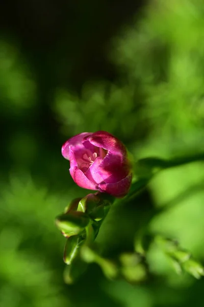 Ανθισμένα Ροζ Λουλούδια Που Μεγαλώνουν Στον Κήπο — Φωτογραφία Αρχείου