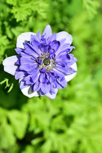 庭に咲く美しい紫色の花の終わり — ストック写真