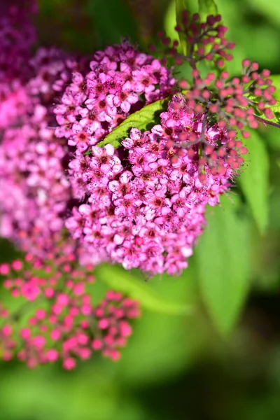 Tiernas Flores Moradas Que Crecen Jardín — Foto de Stock