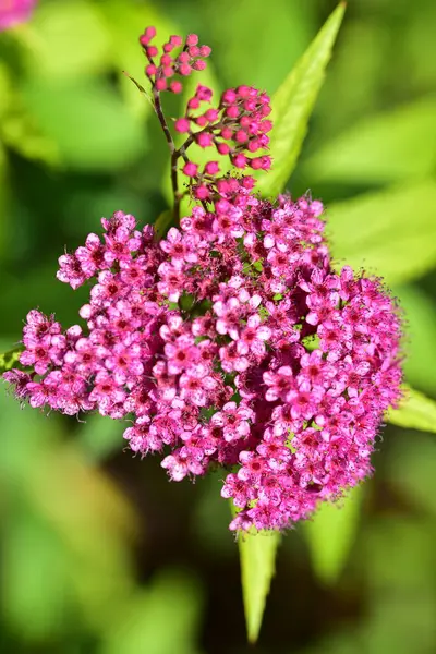 Przetargu Purpurowe Kwiaty Rosnące Ogrodzie — Zdjęcie stockowe