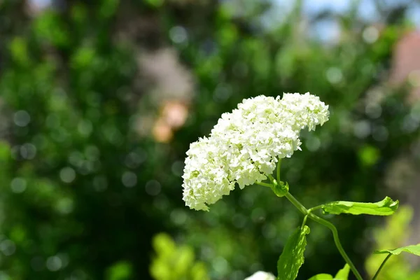 Κοντινή Θέα Των Όμορφων Λευκών Ανθισμένων Λουλουδιών — Φωτογραφία Αρχείου