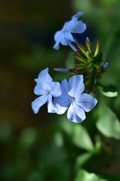 Κοντινό Πλάνο Των Γαλάζιων Όμορφων Λουλουδιών Καλοκαιρινή Ιδέα — Φωτογραφία Αρχείου