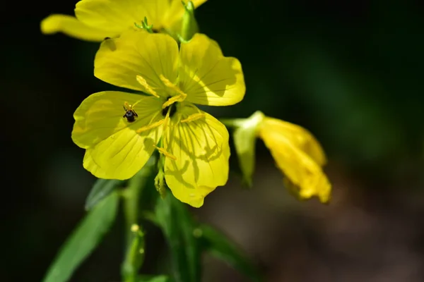 Yellow Flowers Growing Garden — Stock Photo, Image