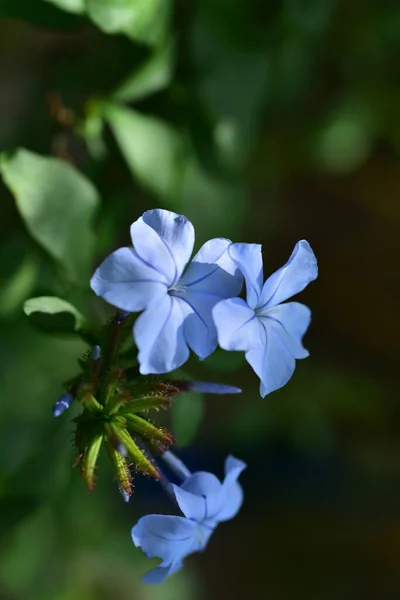 青い美しい花のクローズアップ夏のコンセプト — ストック写真