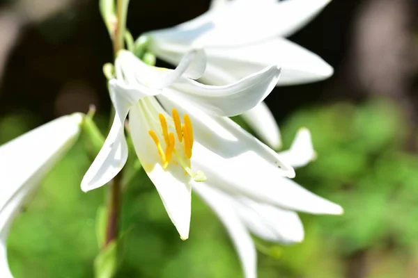 Vue Rapprochée Belles Fleurs Blanches Fleurs — Photo