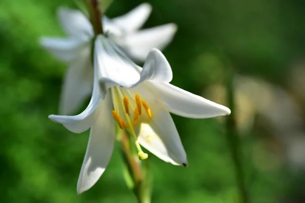 美丽的白花绽放的近景 — 图库照片